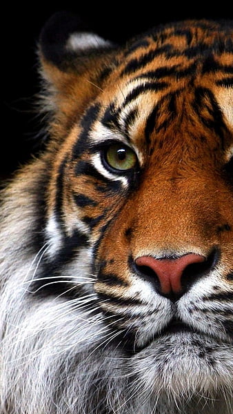 Beautiful tiger-Animal, HD wallpaper | Peakpx