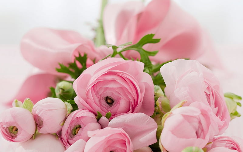pink roses, beautiful flowers, pink flowers, roses, HD wallpaper