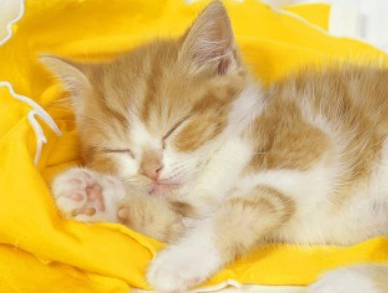 aahhh how cuteee!, cute, reddish and white, sleep, yellow, nap, white, dream, kitten, HD wallpaper