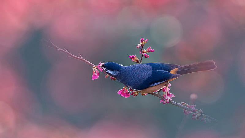 Dark Blue White-Eared Sibia Bird Is Sitting On Pink Flowers Plant Stalk In Blur Bokeh Background Birds, HD wallpaper