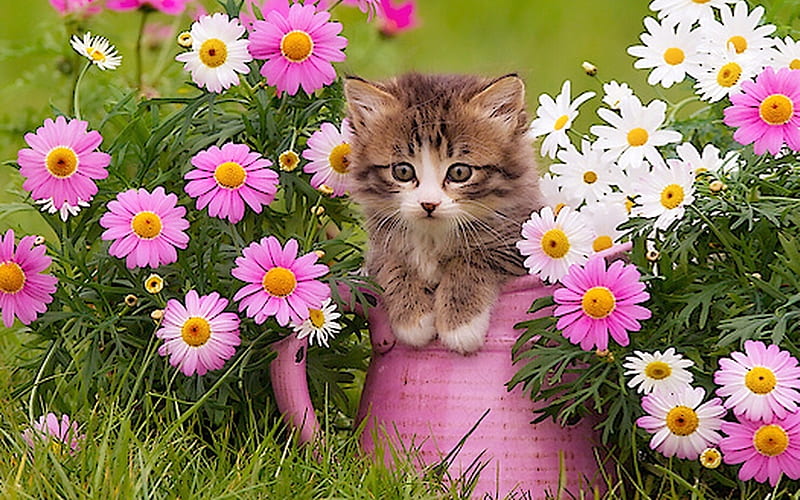 Kitty And Flowers Lovely Cat Bucket Sweet Daisies Cute Flowers Kitten Hd Wallpaper Peakpx