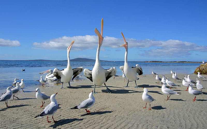 beggars pelicans and seagulls-bird theme, HD wallpaper