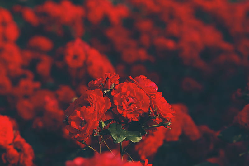 roses, red, bouquet, blur, HD wallpaper