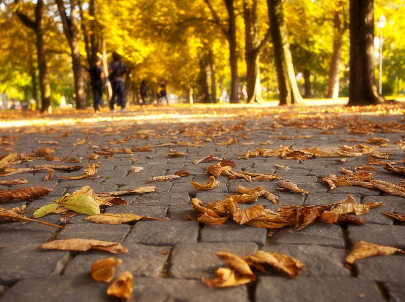 Autumn, autumn leaves, colors, park, trees, leaves, fal, autumn splendor, nature, walk, road, alley, HD wallpaper