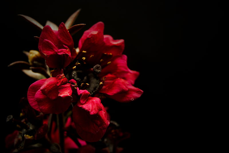 Full Bloom Red Flower, HD wallpaper