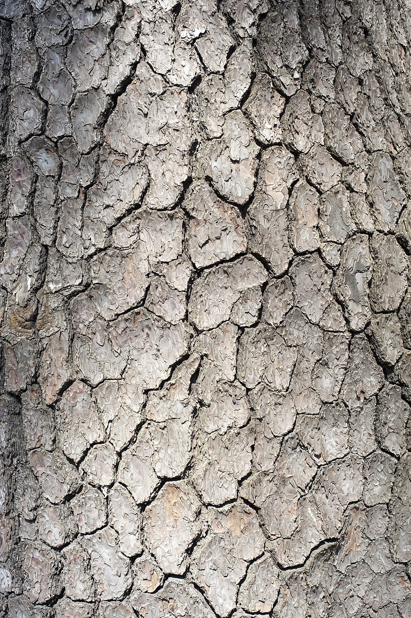 bark, tree, wood, texture, HD phone wallpaper