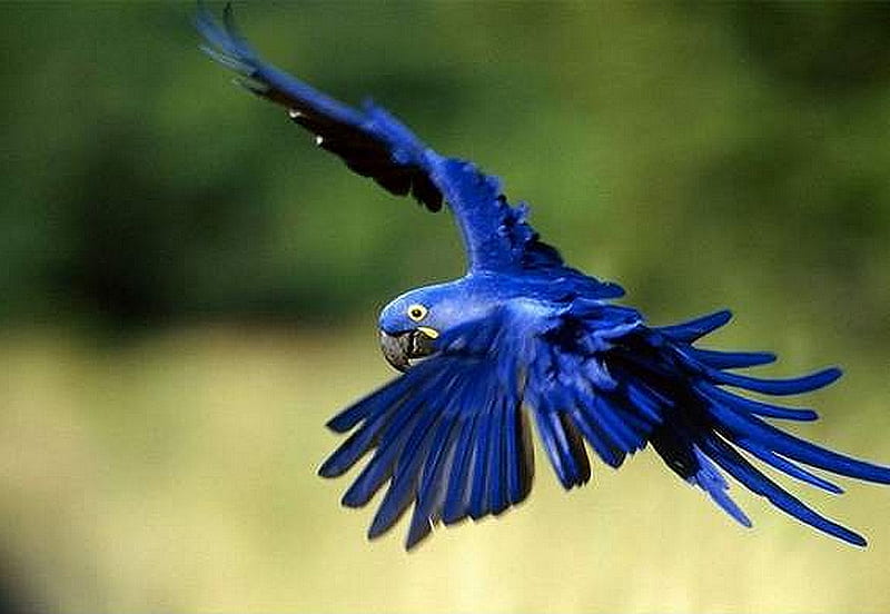 BLUE PARROT, parrot, bird, blue, flying, HD wallpaper
