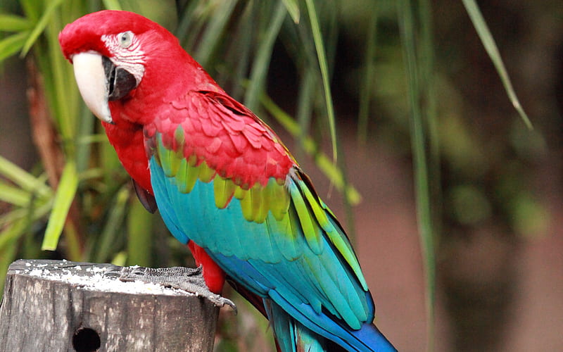 Scarlet macaw, parrots, close-up, macaw, red parrot, Ara macao, HD wallpaper