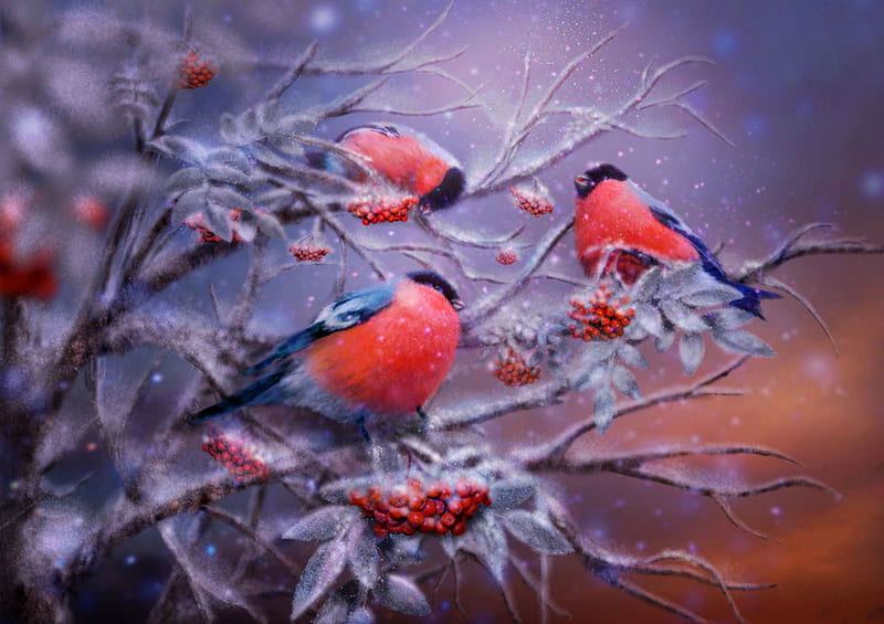 Bullfinches, birds, three, bonito, branch, winter, HD wallpaper