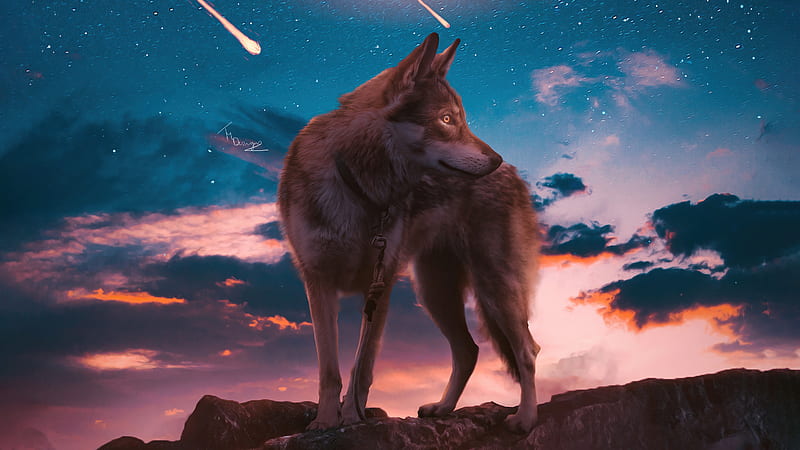 The Lone Wolf , wolf, artist, artwork, digital-art, artstation, HD wallpaper
