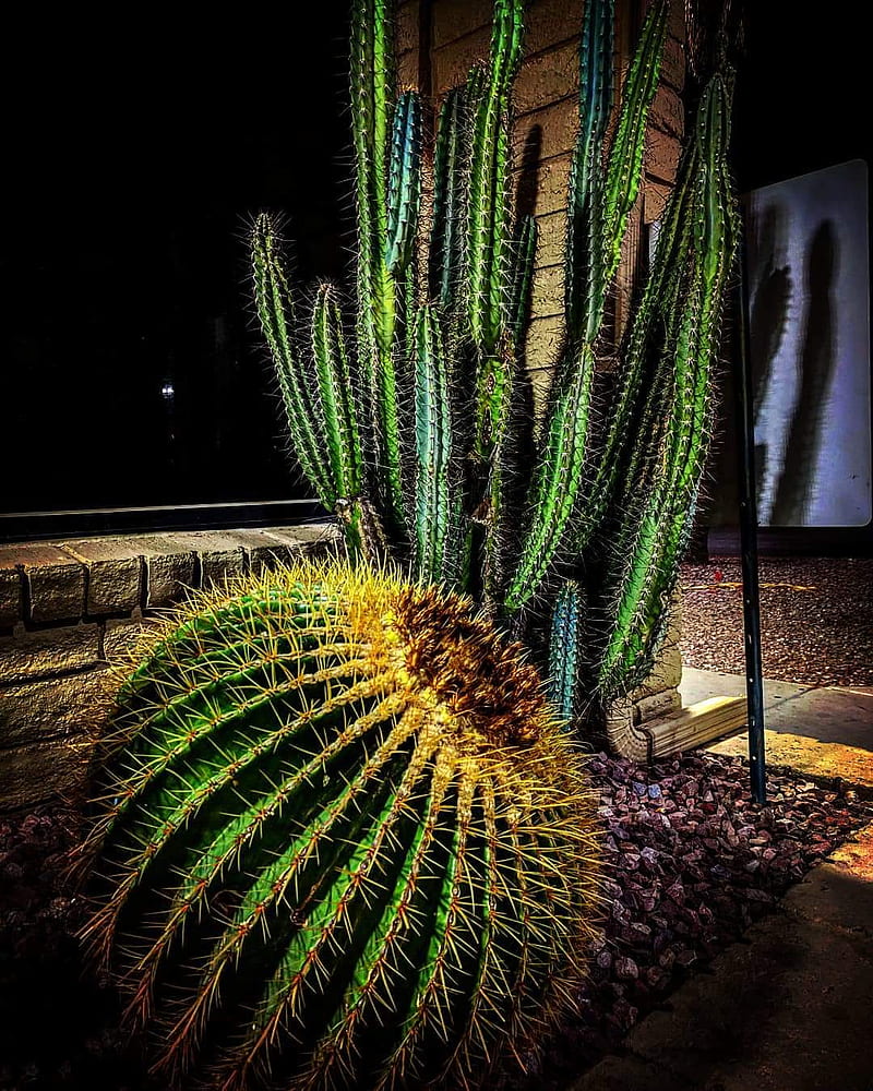 Cactus, arizona, cacti, desert, flower, new mexico, night, plant, point, pretty, HD phone wallpaper