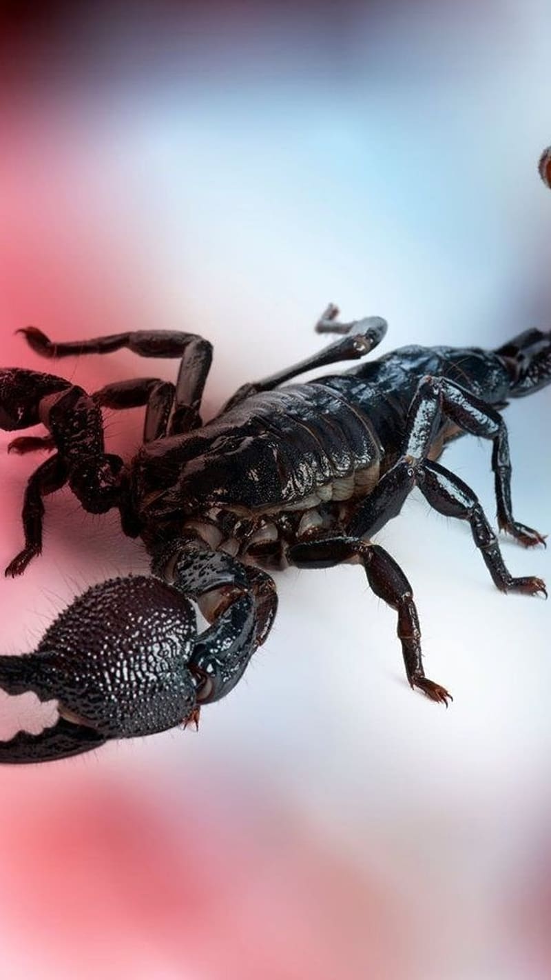 Real Scorpion, scorpion, HD phone wallpaper