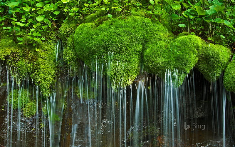 Waterfall and moss Shenandoah National Park Virginia, Waterfall, Moss, Shenadoa, HD wallpaper