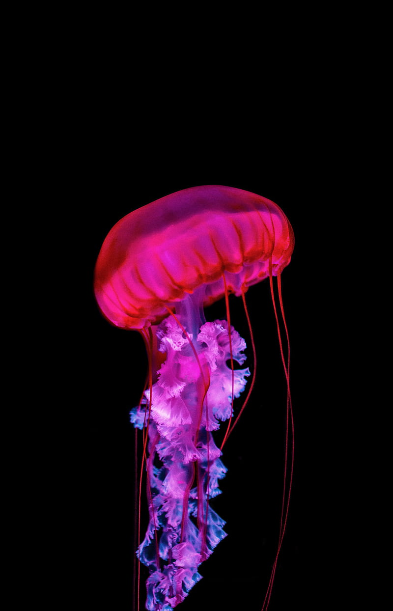jellyfish, tentacles, red, underwater, HD phone wallpaper