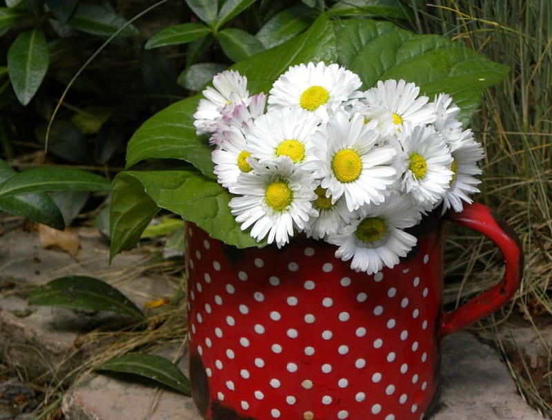 POLKA DOT RED, red, grass, enamel cups, spotty, outdoors, daisies, still life, leaves, plants, flowers, gardens, white, HD wallpaper