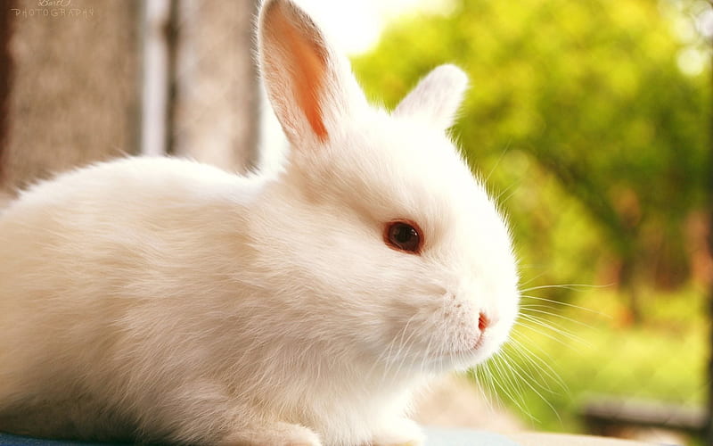 cute animals, white rabbit, blur, rabbits, HD wallpaper