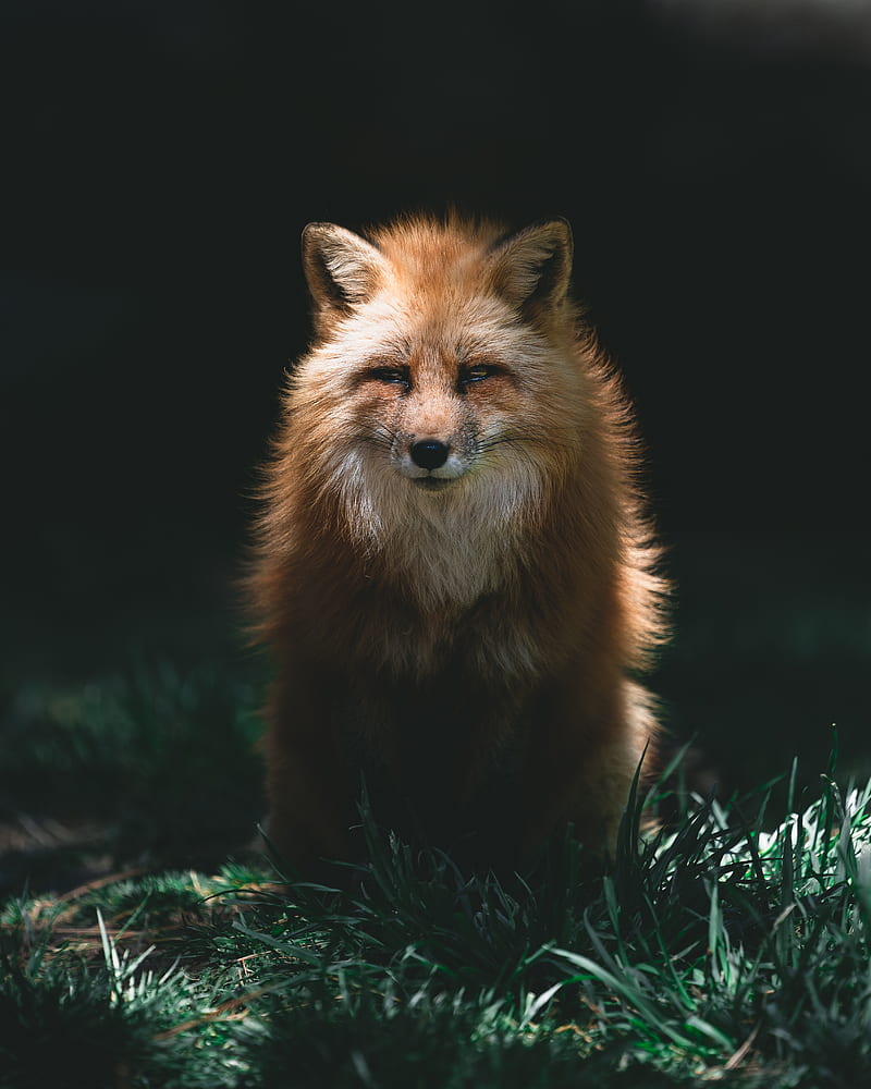 red fox, HD phone wallpaper