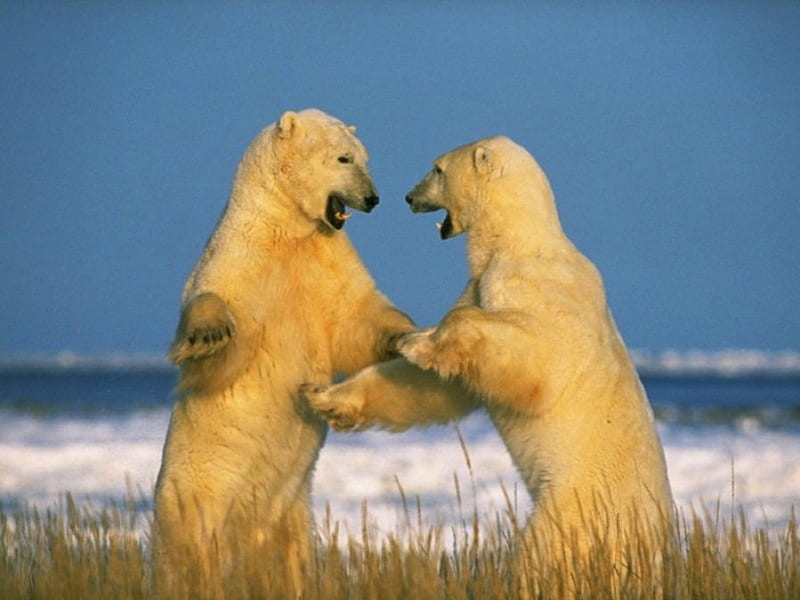 Polar Bears Sparring , polar, bears, sparring, HD wallpaper
