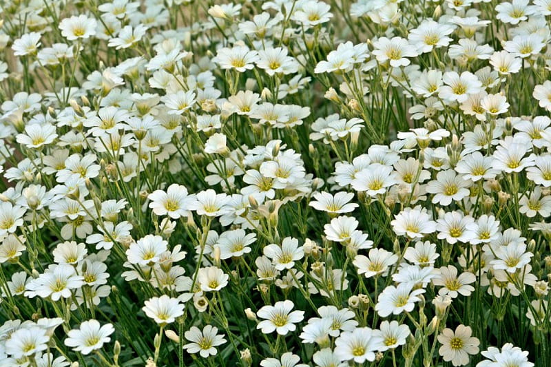 Floral Field, flowery field, white flowers, spring flowers, field of dreams, field, HD wallpaper
