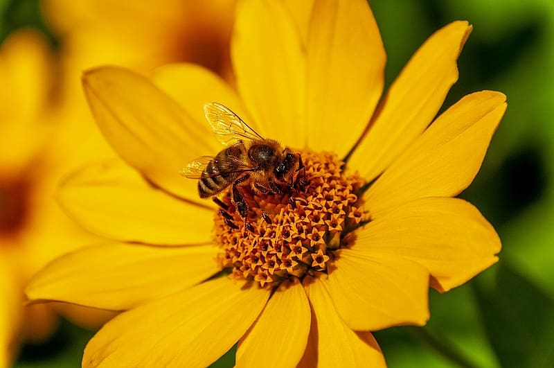 Bee on the flower, virag, szarnyak, meh, szirmok, sarga, beporzas, HD wallpaper