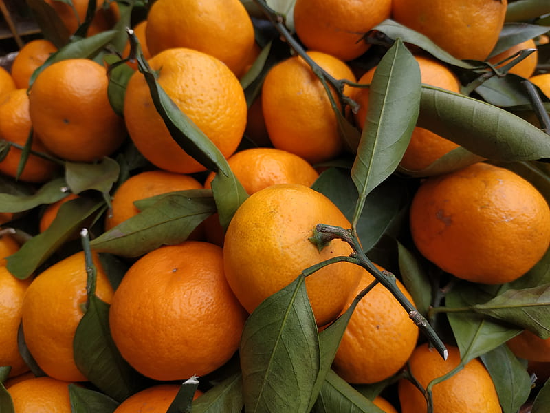 tangerines, fruits, leaves, citrus, orange, HD wallpaper