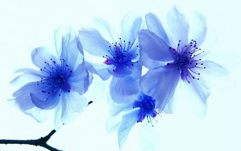 CHERRY BLOSSOM BLUE, transparent, flowers, blossoms, blooms, translucent, abstract, blue, HD wallpaper