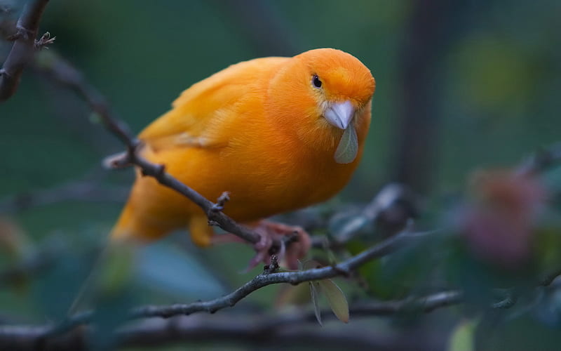 canary-birds, HD wallpaper