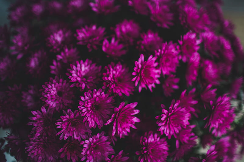 chrysanthemums, flowers, bouquet, purple, HD wallpaper