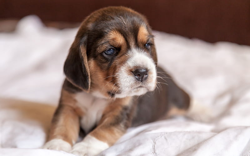 Beagle, puppy, sad dog, pets, dogs, muzzle, cute animals, Beagle Dog, HD wallpaper