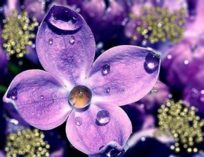 Purple with gold, Purple, lilac, gold, flower, dew, drops, dust, HD wallpaper