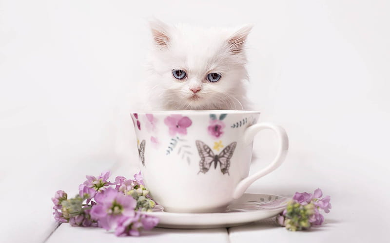 little white kitten, cup, cute animals, blue eyes, little cats, HD wallpaper