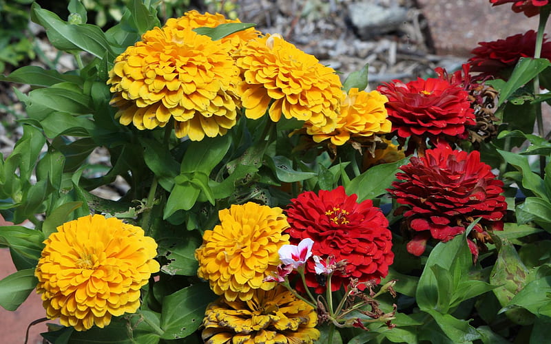 Zinnias, colorful, yellow, red, 1920x1200, HD wallpaper