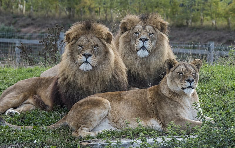 ❖ One for the Family Album ❖, Mane, Animal, Lions, Fearlessness, Sitting, Cat, HD wallpaper