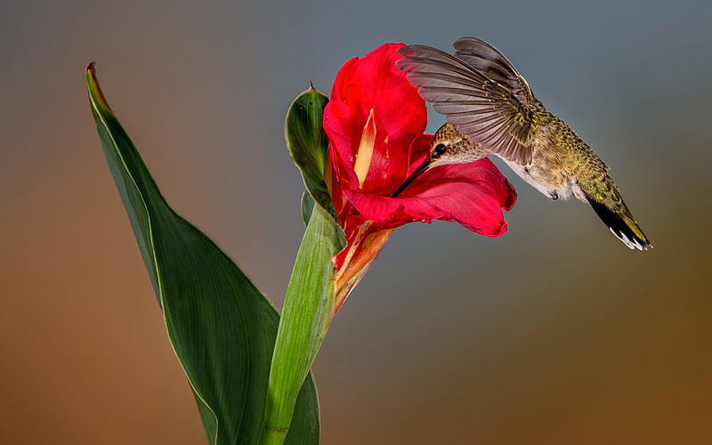 Birds, Hummingbird, Flower, HD wallpaper