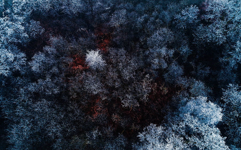 dense forest, winter, top view, snow, HD wallpaper
