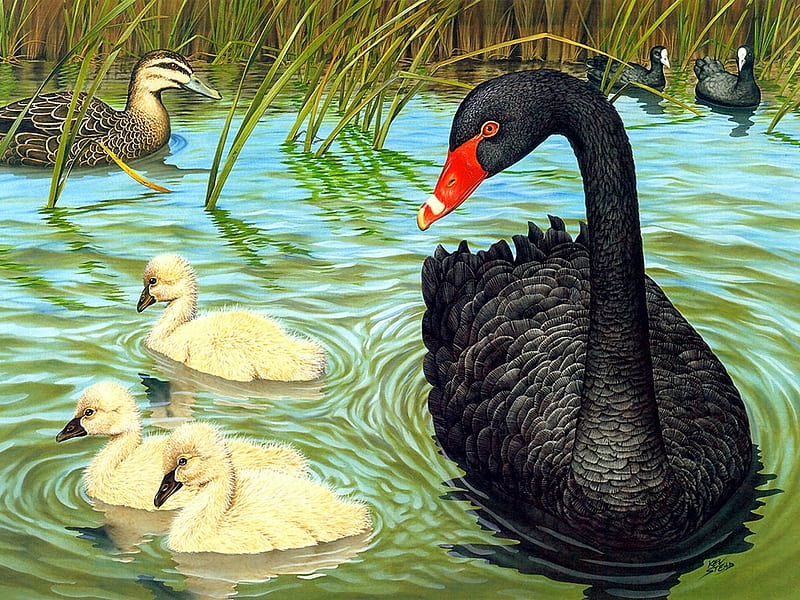 Black-Swan-and-Baby-Swan, art, swan, bird, lake, HD wallpaper
