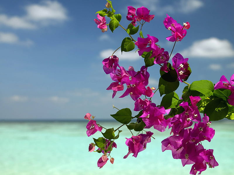 Bougainvillea Flowers on a Beach Bora Bora, polynesia, bonito, sea, atoll, beach, lagoon, bora bora, flowers, blue, exotic, islands, ocean, paradise, purple, island, tahiti, bougainvillea, tropical, HD wallpaper