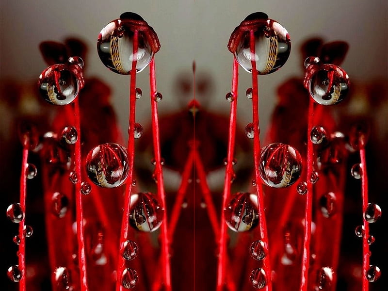 Reflections, Simply Siri, color on black, album, all things red, HD wallpaper