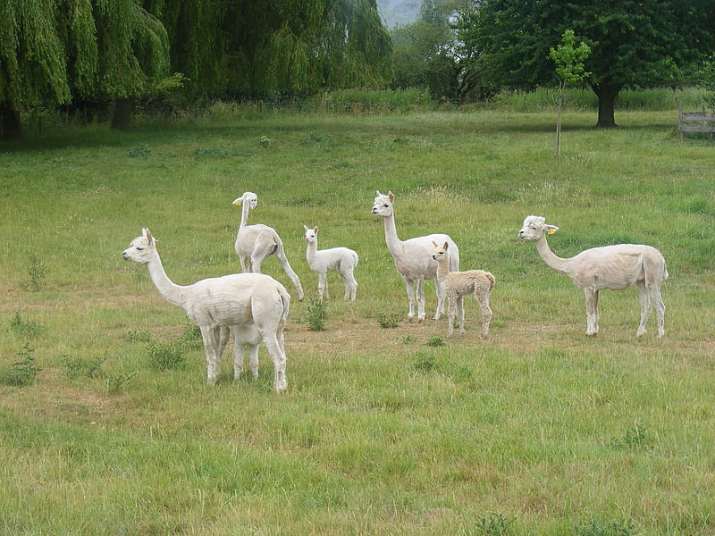 Alpacas, family, green, white, field, HD wallpaper