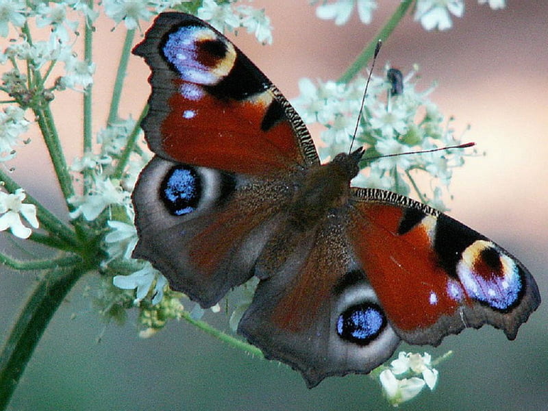 PEACOCK BUTTERFLY IN THE MORNING, NATURE, PRETTY, INSECT, BUTTERFLY, HD wallpaper