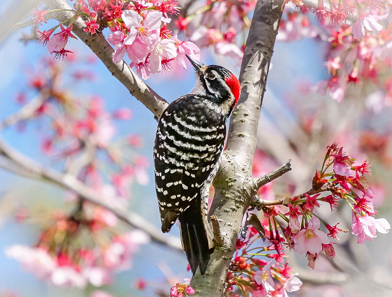 Birds, Woodpecker, Bird, Blossom, Flower, Spring, HD wallpaper