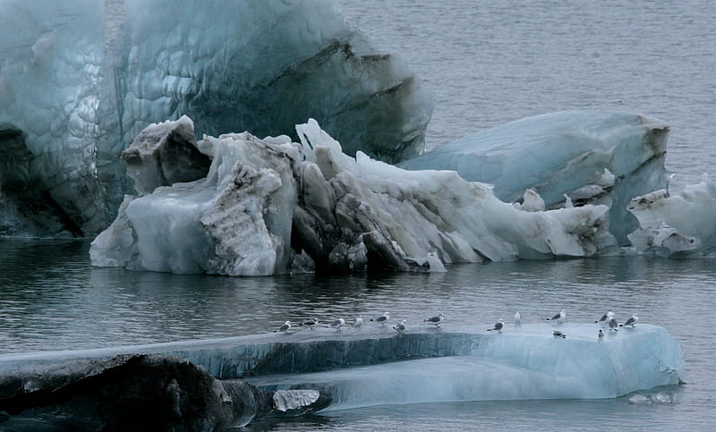 Ice, Spitsbergen, ice, birds, water, floating, HD wallpaper