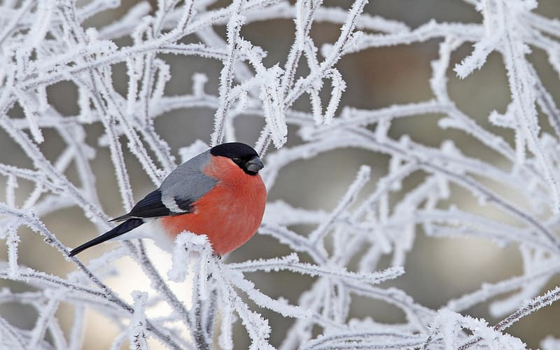 Winter, Birds, Bird, Animal, Bullfinch, HD wallpaper