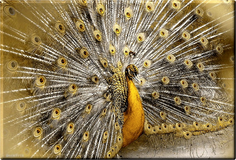 GOLDEN PEACOCK, bird, golden, peacock, beauty, elegant, HD wallpaper |  Peakpx
