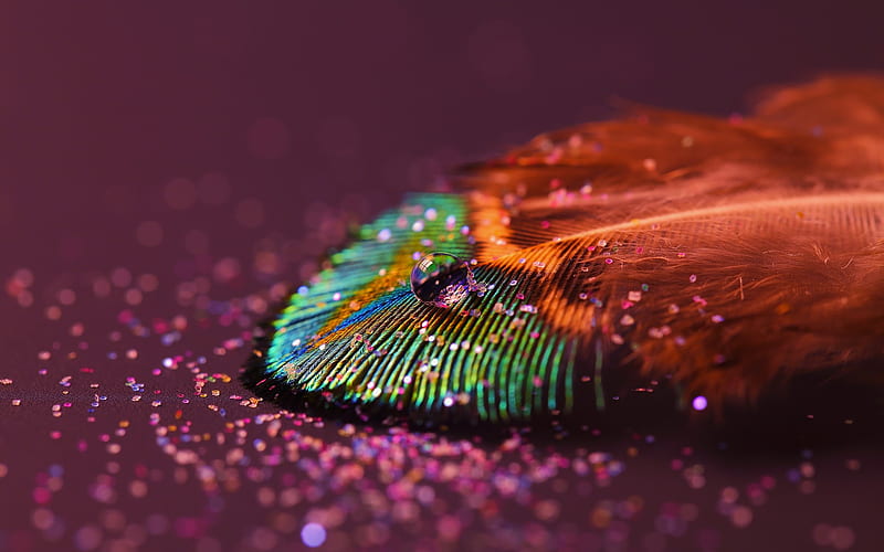 Feather Drop, feather, drop, nature, HD wallpaper