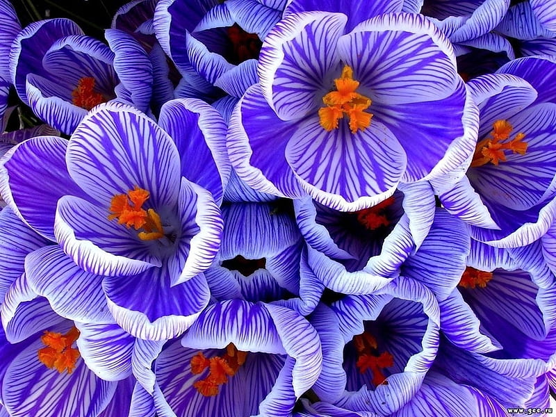 Crocuses, crocus, orange, texture, flower, spring, skin, blue, HD