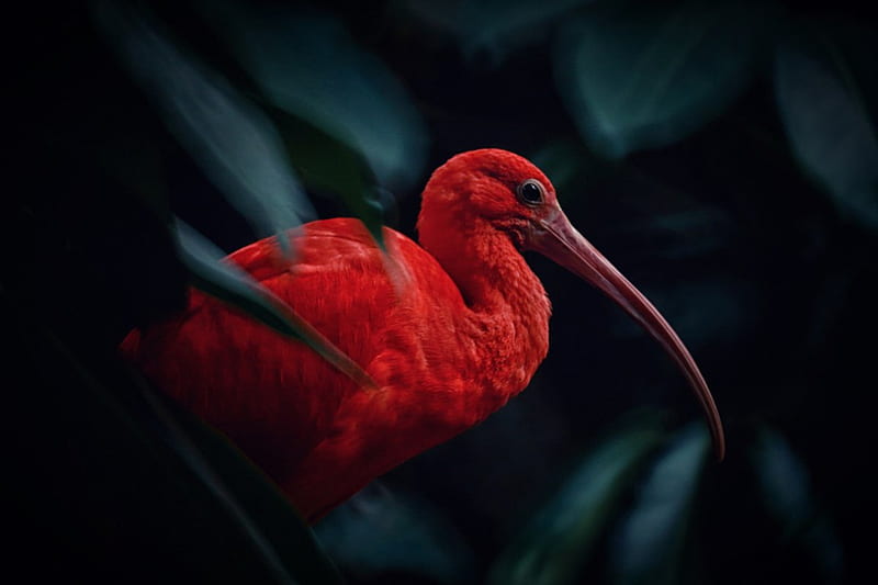 Scarlet Ibis, Long, Beak, Stunning, Red, Ibis, Feathers, Bird, Scarlet, HD wallpaper