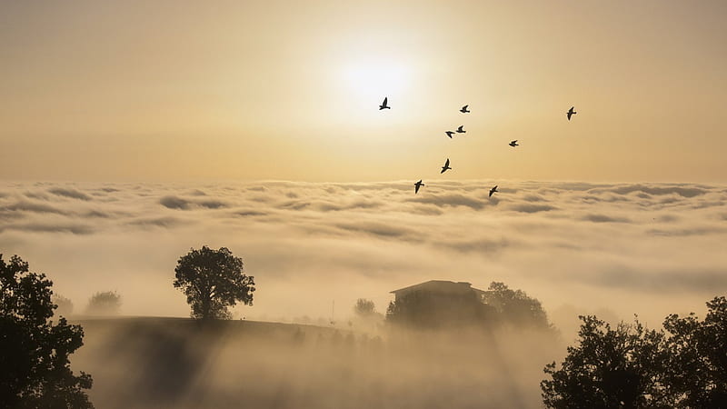 birds flying over foggy farmland, farm, birds, clouds, hill, fog, HD wallpaper