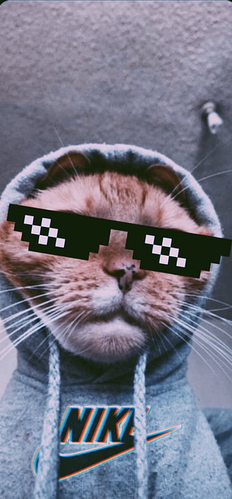 Meme cat HD wallpapers  Pxfuel