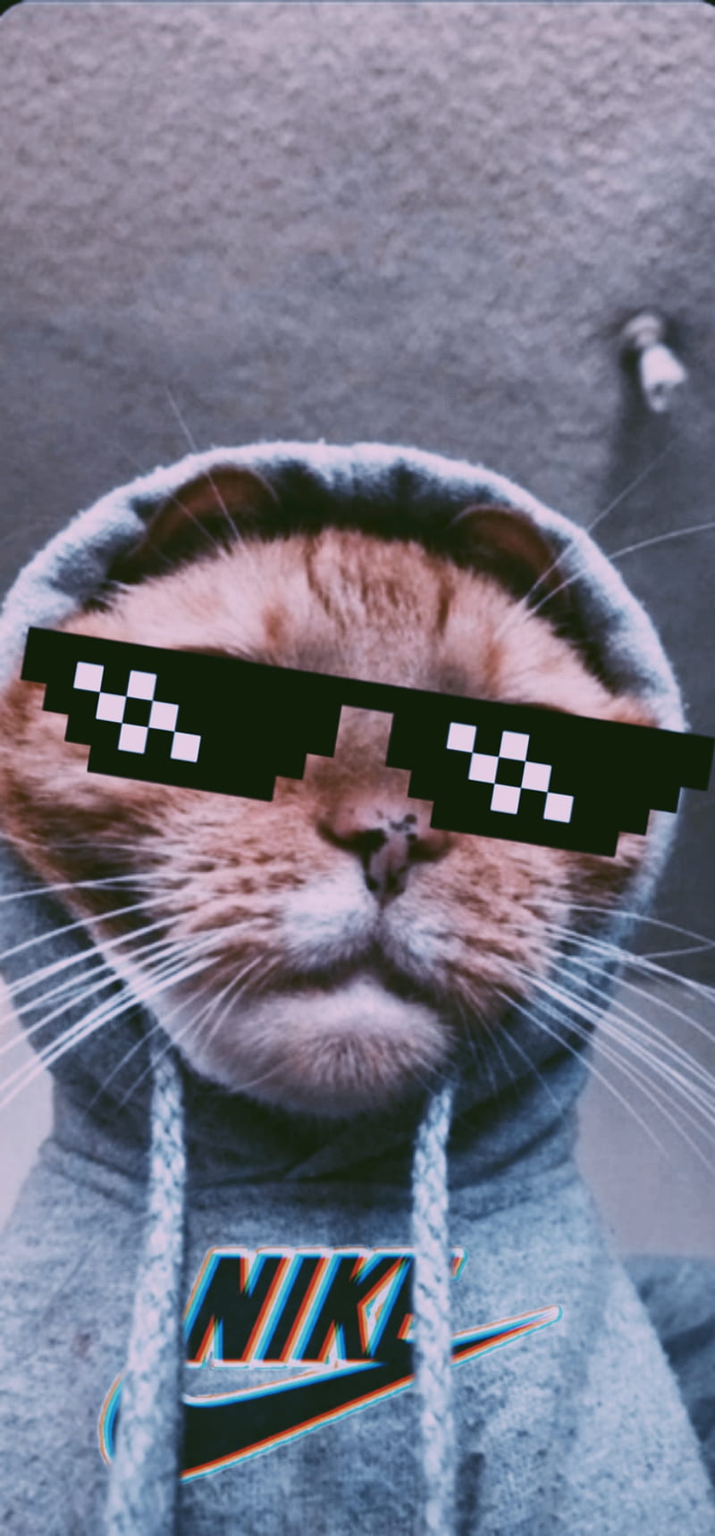 nosotros Auroch enaguas Cat, kittens, memes, nike, HD phone wallpaper | Peakpx